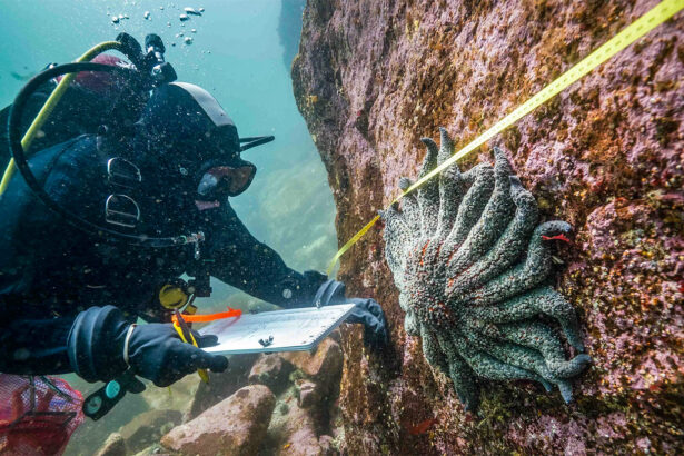 Cool water could protect sea stars from a mysterious disease