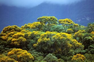Could a 5 billion investment fund halt global deforestation?
