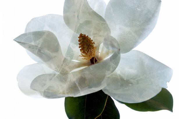 Cryopreservation is not sci-fi. It may save plants from extinction