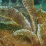 Cuttlefish Wave at Each Other, And It Could Be a Mysterious Form of Sign Language : ScienceAlert