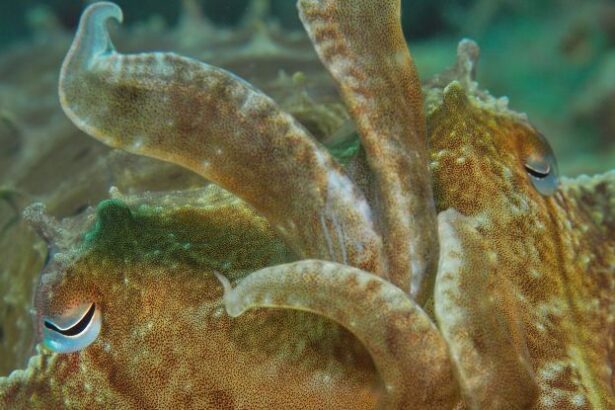 Cuttlefish Wave at Each Other, And It Could Be a Mysterious Form of Sign Language : ScienceAlert