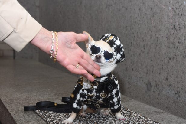 At the 2025 Pet Gala, Dogs Big and Small, Real and Toy, Posed for the Paw-parazzi