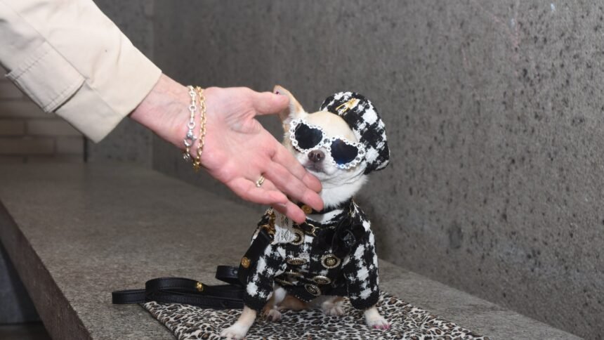 At the 2025 Pet Gala, Dogs Big and Small, Real and Toy, Posed for the Paw-parazzi