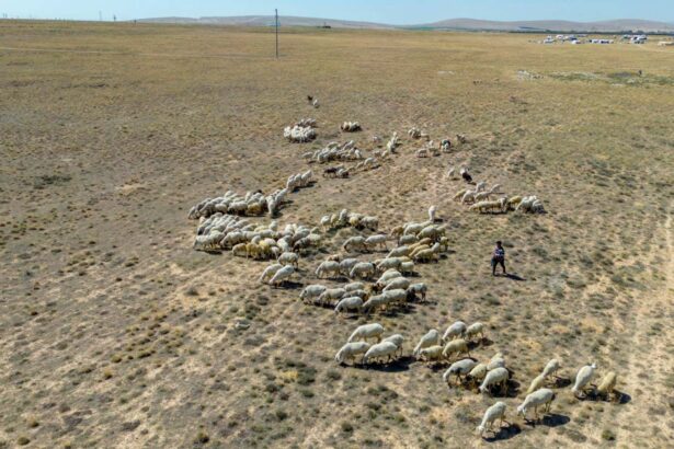 Disastrous back-to-back heatwaves and droughts surge across Eurasia