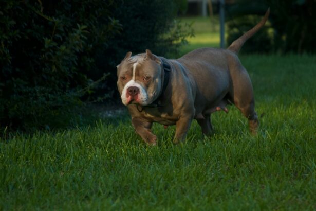 Dog Discovered Abandoned In US With Emotional Note From Previous Owner
