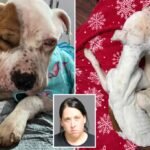 Dog found abandoned in upstate NY apartment was ‘days from death’