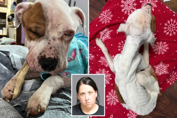 Dog found abandoned in upstate NY apartment was ‘days from death’