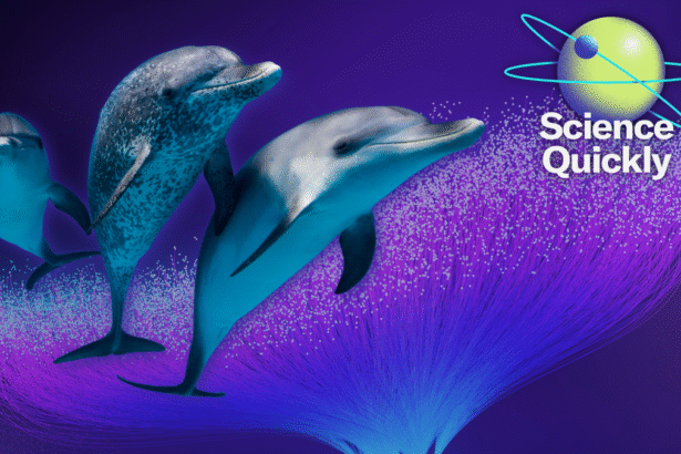 DolphinGemma Could Enable AI Communication with Dolphins