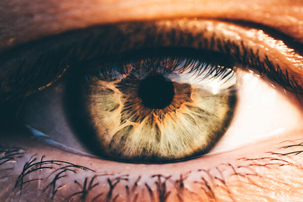 Experimental Drug Tested in Mice Repairs The Eye to Restore Vision : ScienceAlert