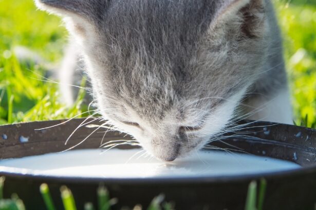 Expert Explains Why We Need to Stop Giving Milk to Cats : ScienceAlert