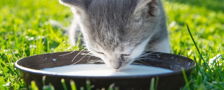 Expert Explains Why We Need to Stop Giving Milk to Cats : ScienceAlert