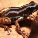 Exquisite new-to-science frog species has golden legs and odd habits
