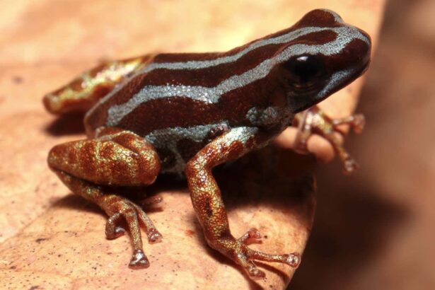 Exquisite new-to-science frog species has golden legs and odd habits