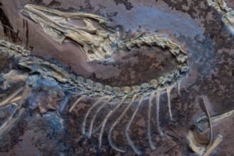 Feathered fossil shows famed dinosaur could fly (like a chicken)