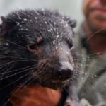 Flash floods sweep through vital sanctuary for Australian animals
