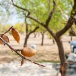 Foods Already Affected by Climate Change—The 2025 Update