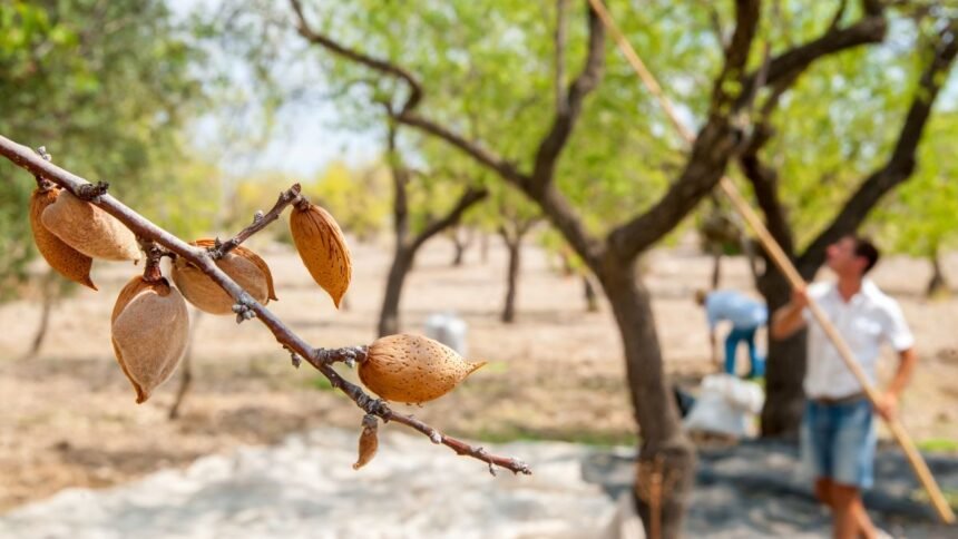 Foods Already Affected by Climate Change—The 2025 Update