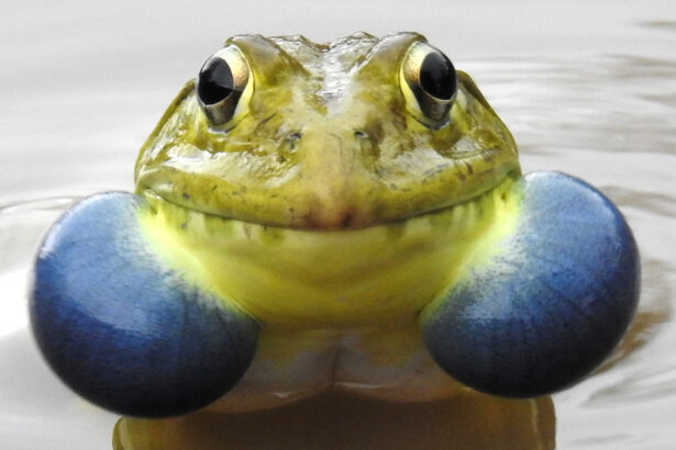 Frog ribbits erupt via an extravagant variety of vocal sacs