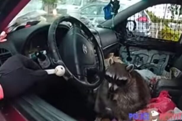 GOING VIRAL: Woman Arrested After Police Find Pet Racoon in Driver’s Seat with Crack Pipe in its Mouth During Traffic Stop (VIDEO) |