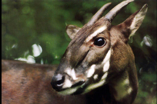 Genetics might save the rare, elusive saola — if it’s not already extinct