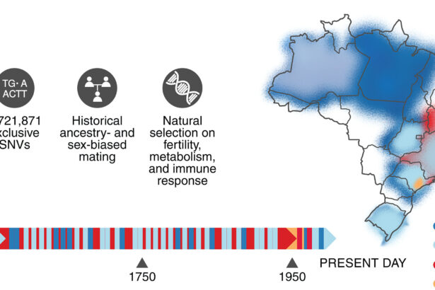 Genome mapping of Brazil’s diverse population uncovers new variants linked to health