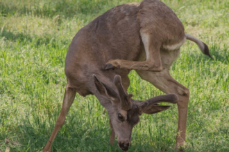 Good luck guessing Yosemite’s most dangerous animal