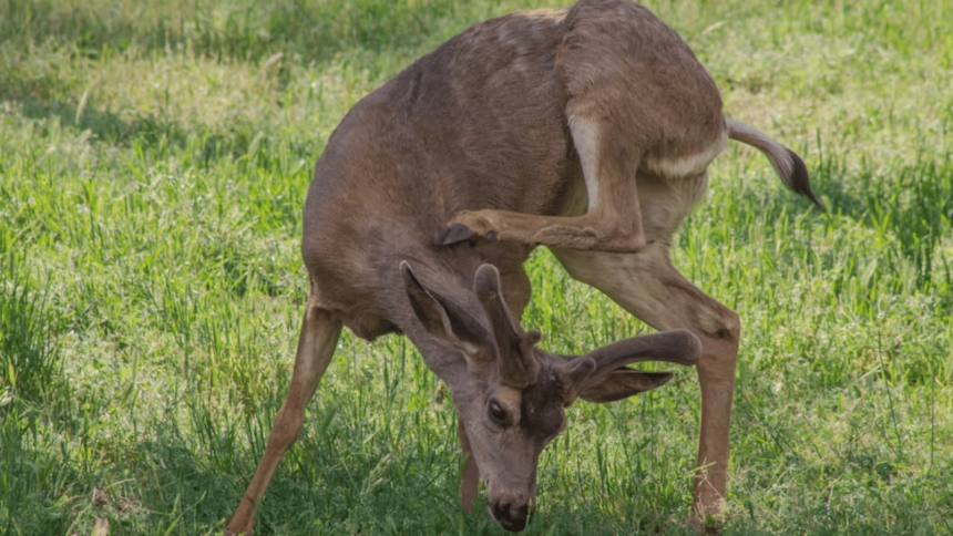 Good luck guessing Yosemite’s most dangerous animal