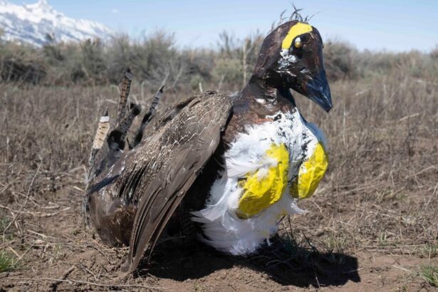 Grand Teton deploys papier-mâché birds