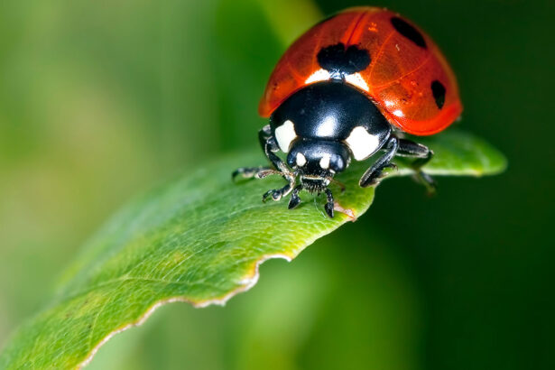 Helpful Tips For Natural Pest Control