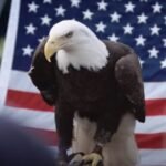 Hero Swimmer, 69, Dodges Gators and Injures Arm After Rescuing Injured Bald Eagle with Razor Sharp Talons |