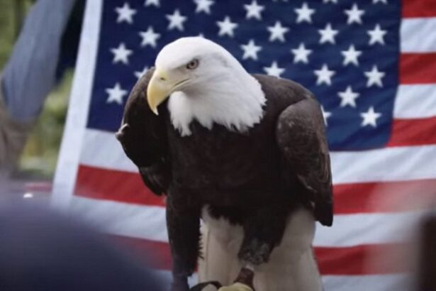 Hero Swimmer, 69, Dodges Gators and Injures Arm After Rescuing Injured Bald Eagle with Razor Sharp Talons |