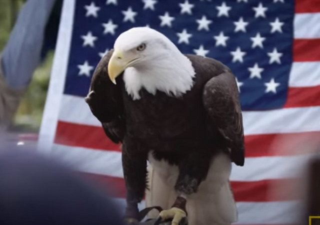 Hero Swimmer, 69, Dodges Gators and Injures Arm After Rescuing Injured Bald Eagle with Razor Sharp Talons |