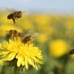 Honeybees are getting confused by electric pollution from power lines
