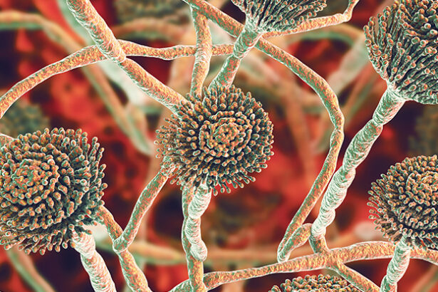 Hotter Climate Could Fuel Spread of Dangerous Fungi, Scientists Warn : ScienceAlert