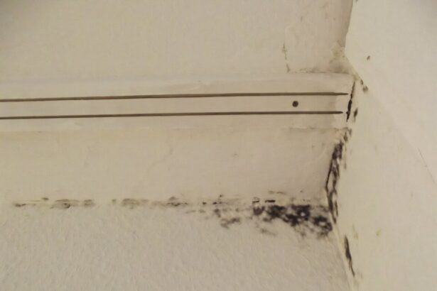 Household mold linked to 1 in 4 hypersensitivity pneumonitis cases