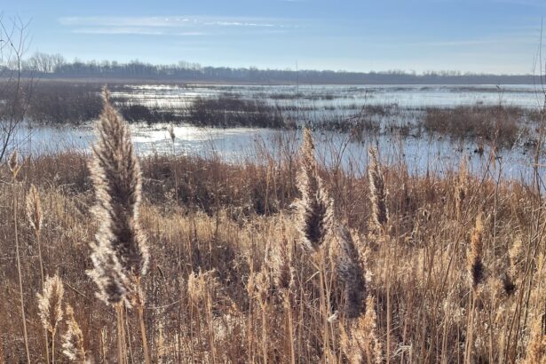 How Big Ag thwarted wetlands protections in Illinois and Iowa