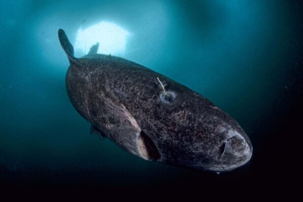 How Greenland sharks live for hundreds of years without going blind