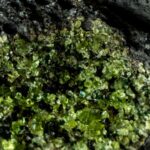 How captured CO2 could help mine carbon-negative nickel