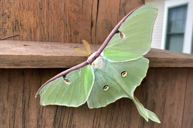 How luna moths grow extravagant wings