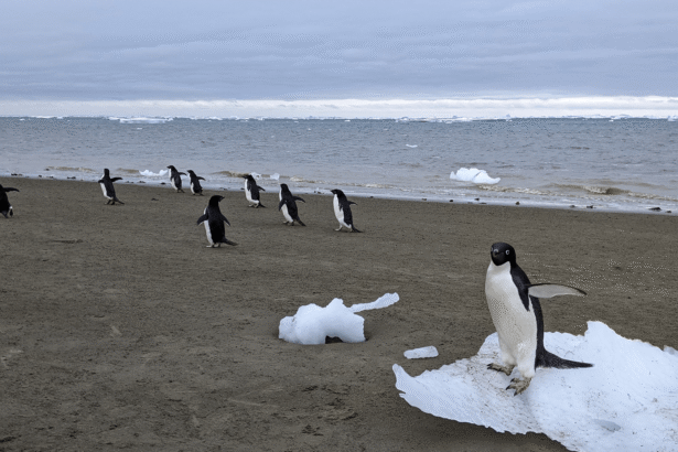 How pungent poop could help Antarctica’s penguins