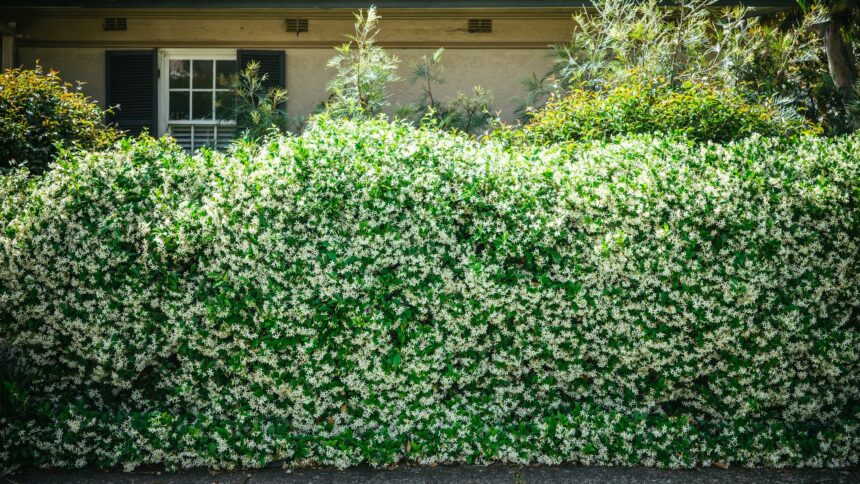 How to build a living fence