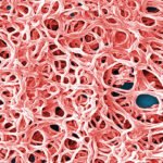 How to fight Lyme may lie in the biology of its disease-causing bacteria
