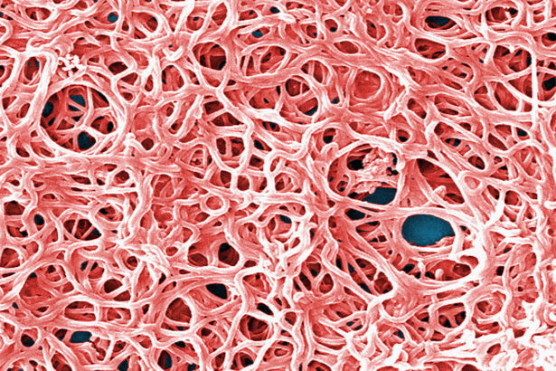 How to fight Lyme may lie in the biology of its disease-causing bacteria