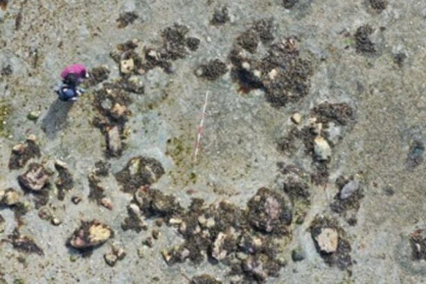 ‘Hugely Significant’ Stone Circles in Scotland Suggest Early Human Arrival : ScienceAlert