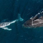 Humpback whales can give birth while migrating thousands of miles
