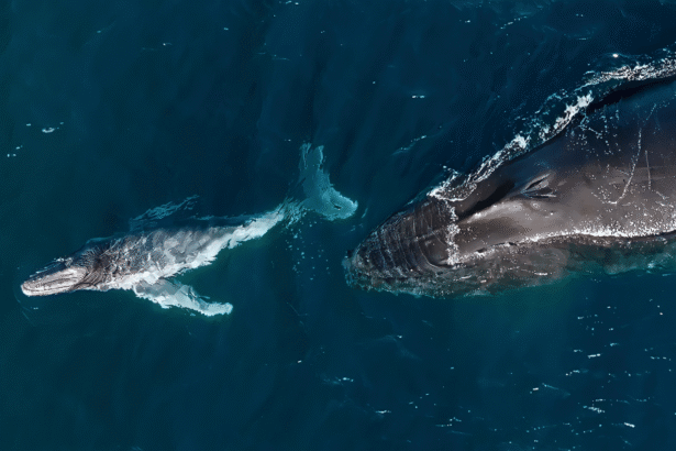 Humpback whales can give birth while migrating thousands of miles