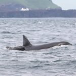 Iceland’s Orca Pods Mysteriously Include Baby Pilot Whales