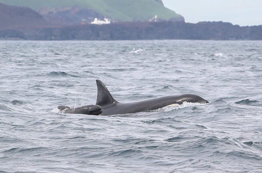 Iceland’s Orca Pods Mysteriously Include Baby Pilot Whales