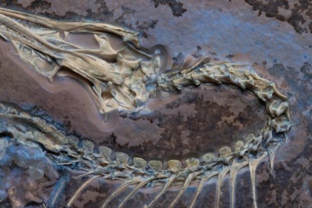 Incredible Detail on This Archaeopteryx Fossil Could Help Settle Flight Debate : ScienceAlert