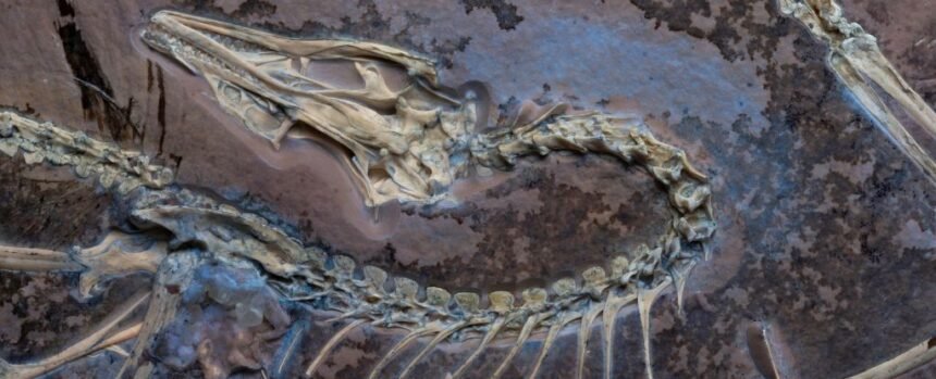 Incredible Detail on This Archaeopteryx Fossil Could Help Settle Flight Debate : ScienceAlert